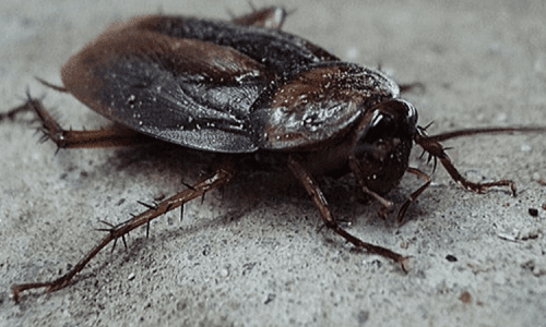 Disinfestazione Blatte