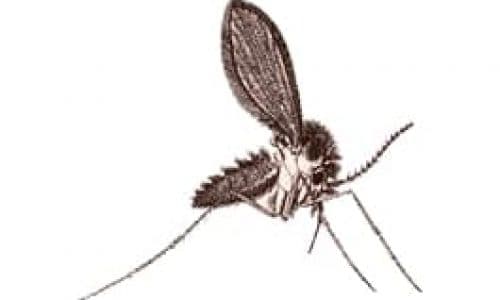 Disinfestazione Pappataci