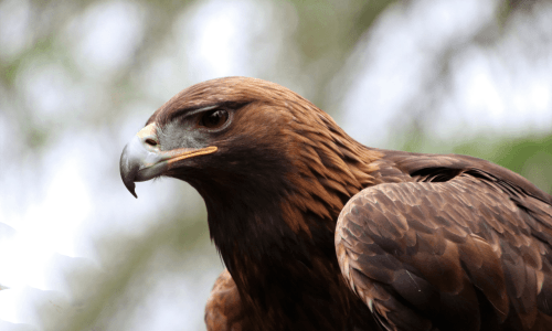 Falconeria: Efficace e naturale