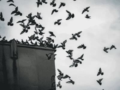 allontanamento volatili