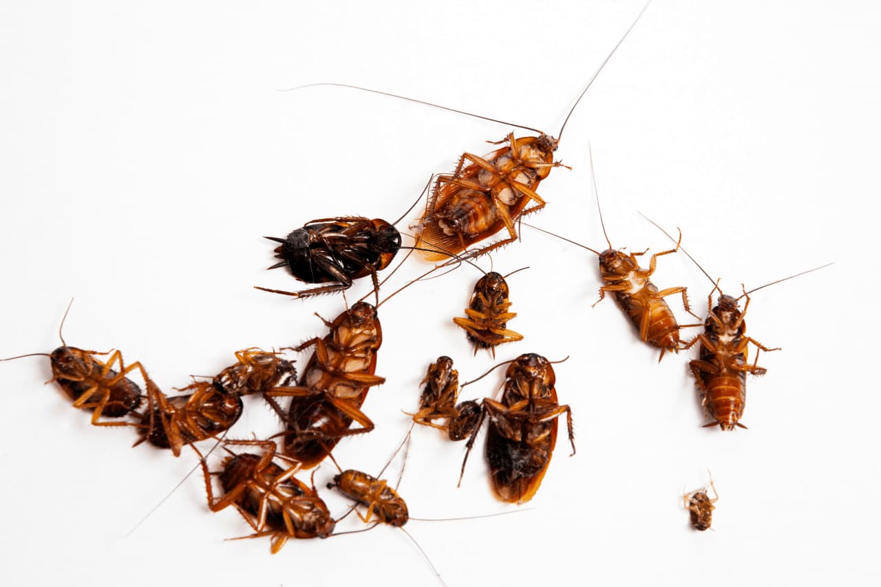 Al momento stai visualizzando Rimedi contro le blatte: come sconfiggerle?