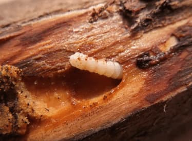 come uccidere i tarli del legno