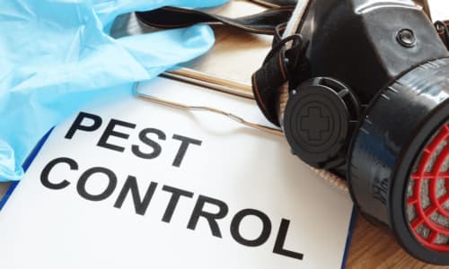 Insetti Infestanti: Esemplari e Caratteristiche