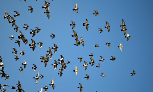 Dissuasori per Volatili