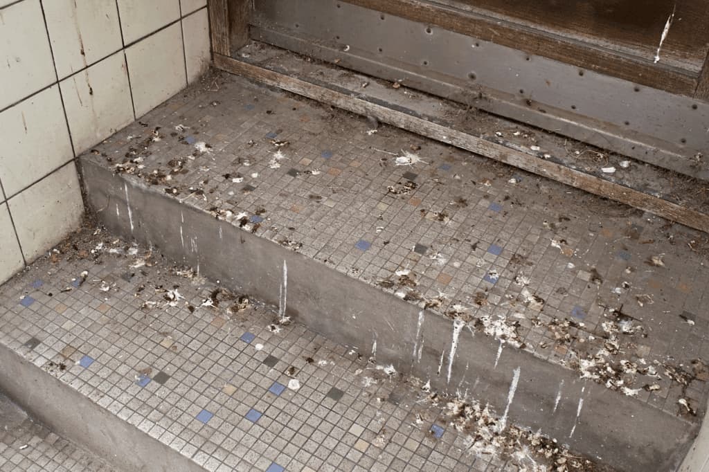 escrementi di piccioni