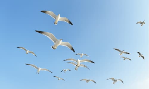 Gabbiano: è una specie protetta?