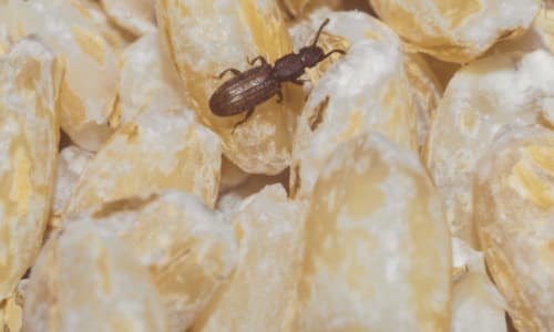 Disinfestazione insetti delle derrate