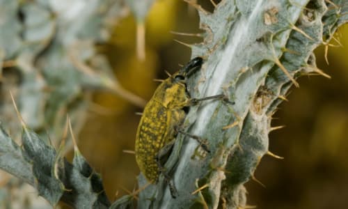 Scopri il Punteruolo del Grano