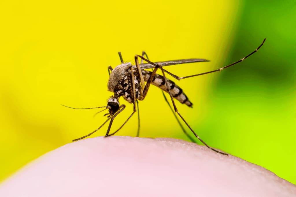 mosquito dengue