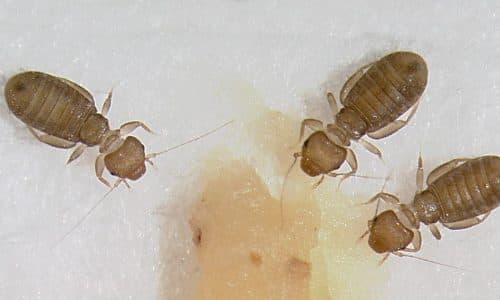 Psocotteri Disinfestazione