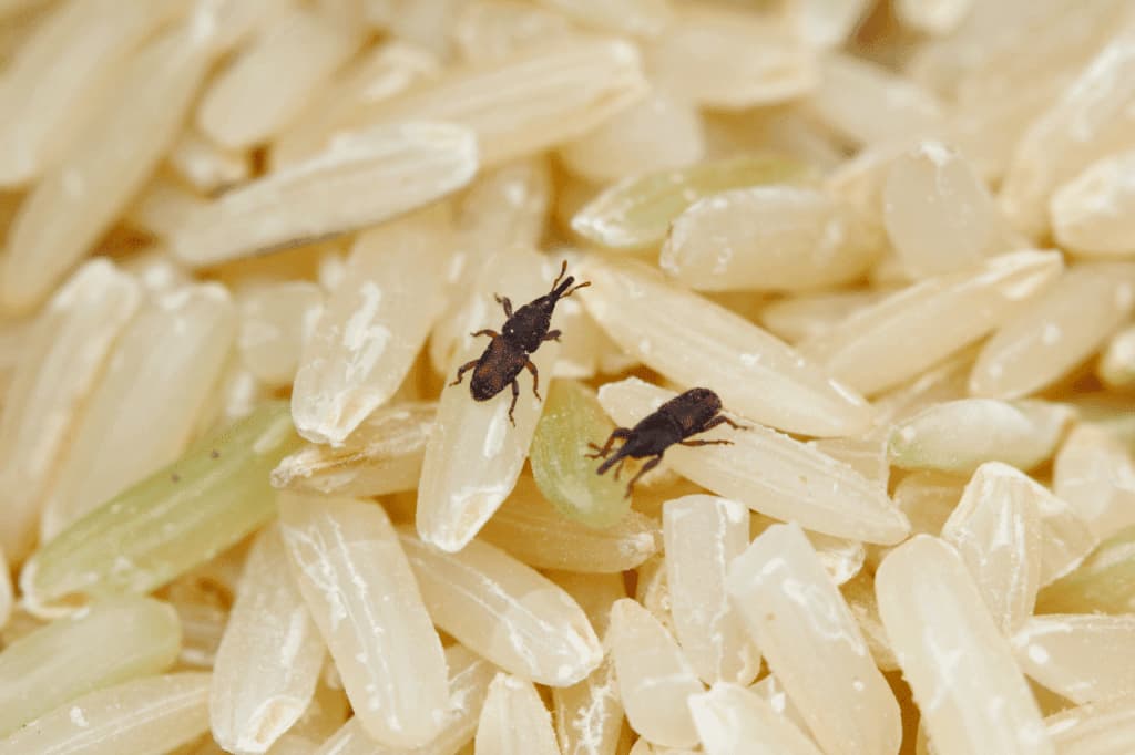punteruoli del grano