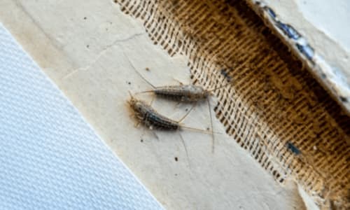 Perché ci sono i pesciolini d’argento in casa?