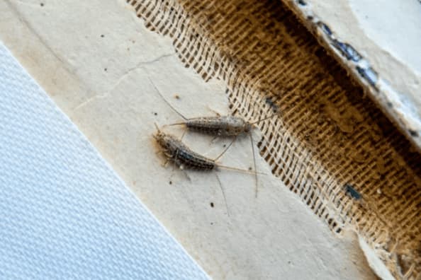 Al momento stai visualizzando Perché ci sono i pesciolini d’argento in casa?