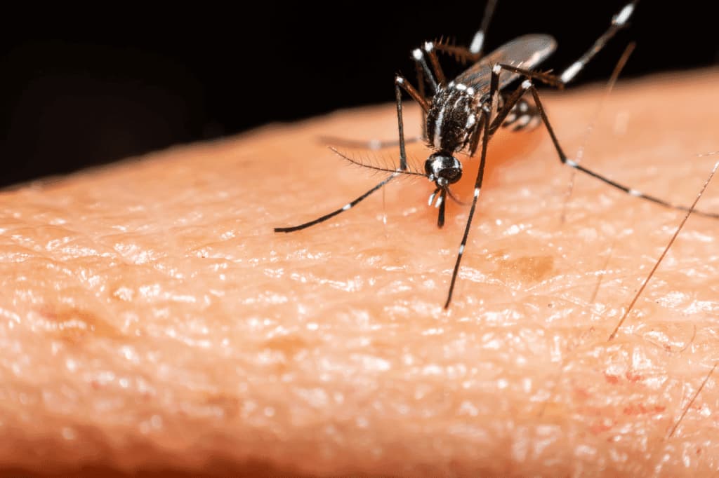 sintomi della dengue