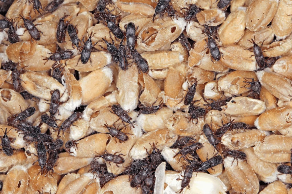 sitophilus granarius