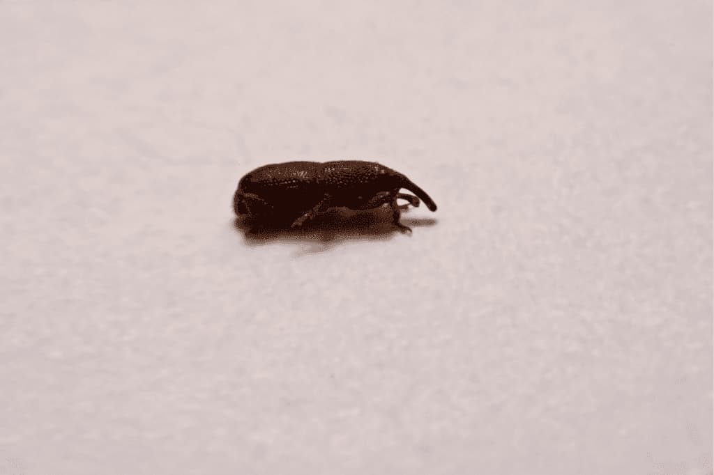sitophilus granarius disinfestare