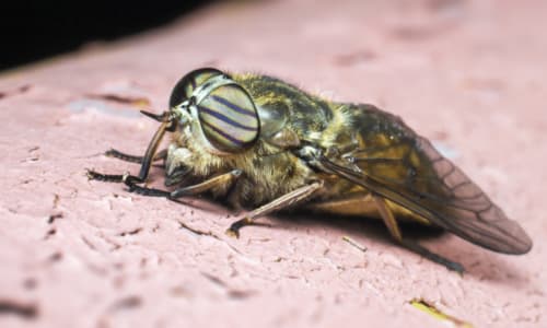 Disinfestazione Tafani