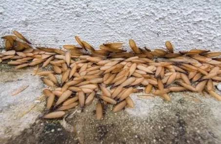 esempio di termiti alate del legno