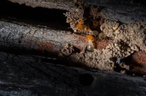 esempio di termiti legno